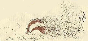 badger